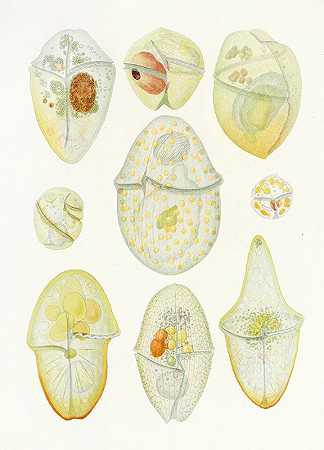 自由生活的无甲藻pl 3`The free~living unarmored dinoflagellata pl 3 (1921) by Charles Atwood Kofoid