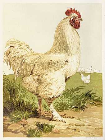 白Cochin公鸡`White Cochin Cock (1867) by Harrison Weir