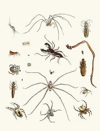 苏尔泽博士《昆虫简史》，第28页`Dr. Sulzers Short History of Insects, Pl. 28 (1776) by Johann Heinrich Sulzer