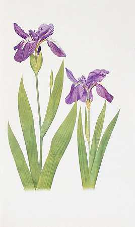 顶盖鸢尾`Iris tectorum and Iris Loptec (1913) by William Rickatson Dykes