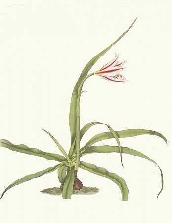 海百合`Crinum Yuccæides (1834) by Priscilla Susan Bury