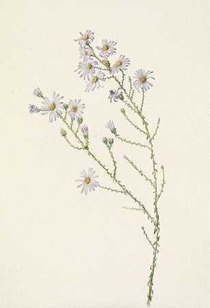 松岛紫菀。紫菀`Pineland Aster. Aster squarrosus (1925) by Mary Vaux Walcott
