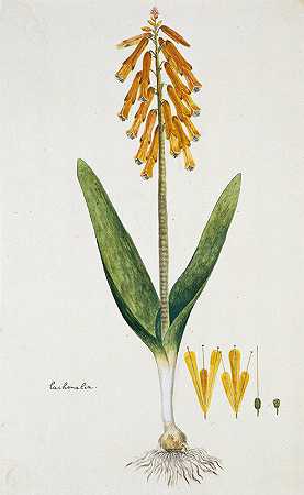 Lachenalia aloides（L.f.）英语。金黄色变种（蛋白石花）`Lachenalia aloides (L.f.) Engl. var. aurea (Opal flower) (1777 ~ 1786) by Robert Jacob Gordon
