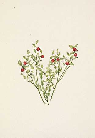 松鸡轮莓（果实）。越桔`Grouse Whortleberry (fruit). Vaccinium scoparium (1925) by Mary Vaux Walcott