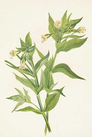 黄柳草。黄体淫羊藿`Yellow Willow~weed. Epilobium lutem (1925) by Mary Vaux Walcott