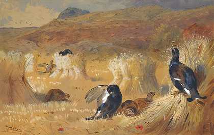 田野里的黑公鸡`Blackcock In A Field by Archibald Thorburn
