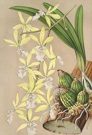 模棱两可的表皮`Epidendrum ambiguum (1854~1896) by Charles Antoine Lemaire