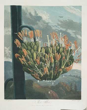 芦荟。`The Aloe. (1799–1807) by Robert John Thornton