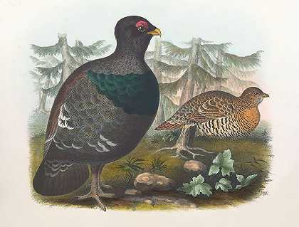 丛林公鸡`Cock of the Woods (1865) by Daniel Giraud Elliot