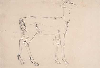 站立鹿的研究`Study of a Standing Deer (ca. 1802) by Samuel Daniell