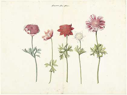海葵的五项研究`Five Studies of Anemones (c. 1760 ~ c. 1770)