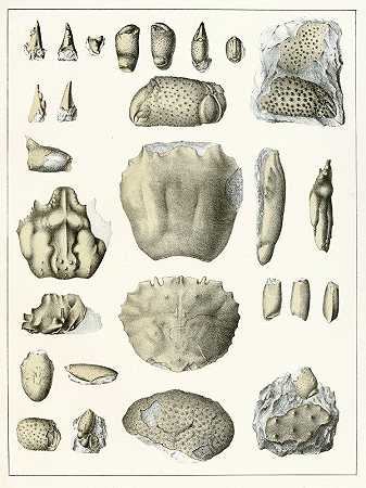 波西米亚白垩组的甲壳动物，第10页`Die crustaceen der böhmischen kreideformation Pl. 10 (1887) by Antonín Frič