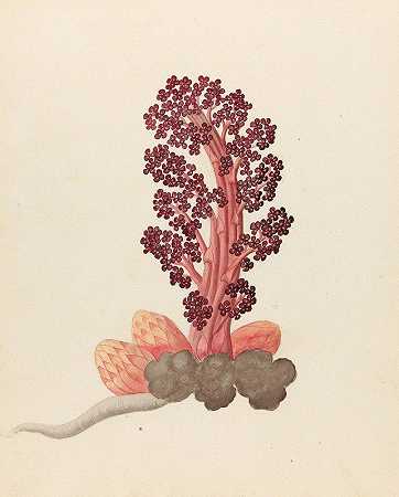 水蚤`Aphyteia hydnora [Nymphaea nouchali] (1817) by Clemenz Heinrich Wehdemann