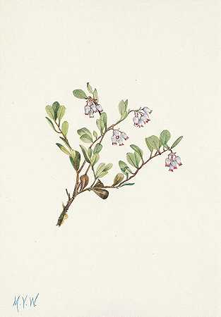 熊莓（花）。乌尔西火山`Bearberry (flower). Arctostaphylos uva~ursi (1925) by Mary Vaux Walcott