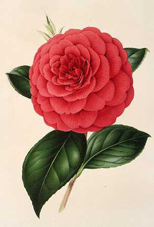 山茶`Camellia Poldina Vanturi (1854~1896) by Charles Antoine Lemaire