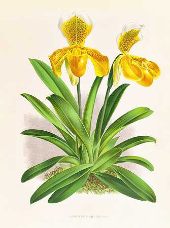 薪水塞浦路斯人`Cypripedium sallieri (1885~1906) by Jean Jules Linden