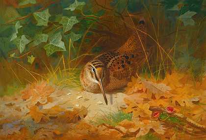 伍德科克`Woodcock (1899) by Archibald Thorburn