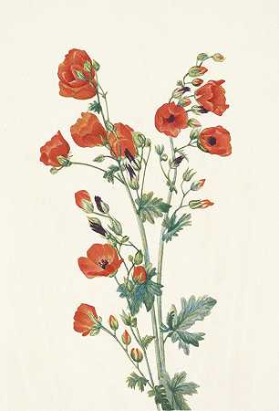 红球锦葵。罗汉松球藻`Scarlet Globe~mallow. Sphaeralcea grossulariaefolia (1925) by Mary Vaux Walcott