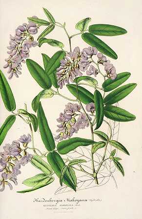 马考亚纳小檗（杂交种）`Hardenbergia Makoyana (hybrida) (1854~1896) by Charles Antoine Lemaire