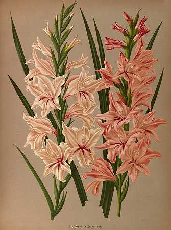 多花唐菖蒲`Gladiolus Floribundus (1872~1881) by Arentine H. Arendsen