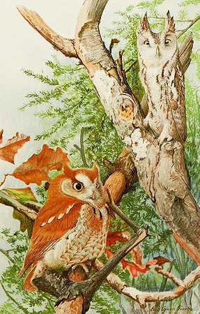 尖叫猫头鹰`Screech Owl (1858) by Louis Agassiz Fuertes