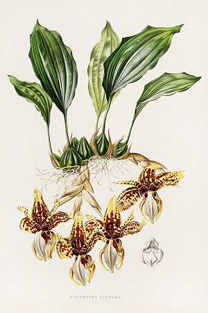 虎纹豆`Stanhopea Tigrina (1837~1843) by James Bateman