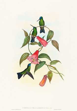 Eucephala smaragdocaerulea（古尔德和s木仙女）`Eucephala smaragdocaerulea (Goulds Wood Nymph) by John Gould