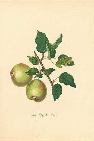 奥德菲尔德梨`Oldfield Pear (1811) by Thomas Andrew Knight