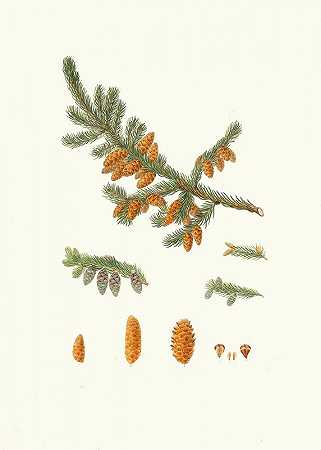 红松=纽芬兰红松`Pinus rubra = Newfoundland red pine (1837) by Aylmer Bourke Lambert
