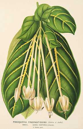 香荚果`Posoqueria fragrantissima (1854~1896) by Charles Antoine Lemaire
