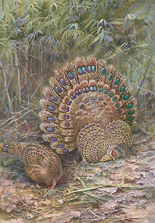马来孔雀雉`Malay Peacock Pheasant (1918~1922) by George Edward Lodge