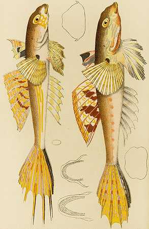鱼X`Fishes X (1885~1890) by Frederick McCoy