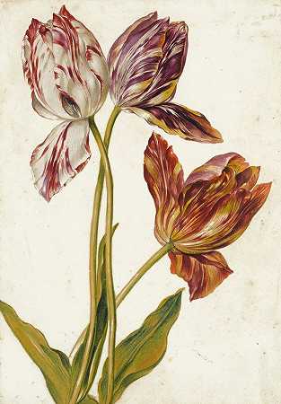 郁金香`Tulips (18th Century) by Dutch School