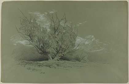 柳树`Willow (1885) by David Johnson