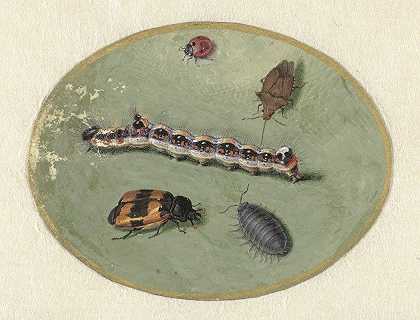 瓢虫，毛虫，尿床和两个托雷斯`Lieveheersbeestje, rups, pissebed en twee torretjes (1690) by Jan Augustin van der Goes