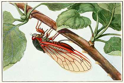 周期蝉`Periodical Cicada (1929~1932) by Robert Evans Snodgrass