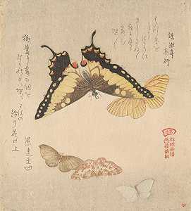 《蝴蝶群绘画手册》（GunchōGafu）3`
The Painting Manual of Flock of Butterflies (Gunchō Gafu) 3 (1810s)  by Kubo Shunman