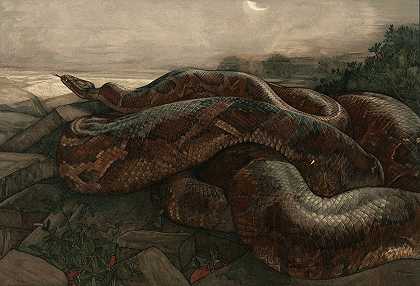 巨蟒之歌`Kaa The Python (1903) by Maurice And Edward Detmold