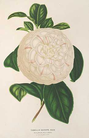 朱塞佩山茶花`Camellia Giuseppe Biasi (1854~1896) by Charles Antoine Lemaire