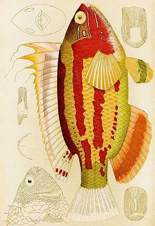鱼类III`Fishes III (1885~1890) by Frederick McCoy