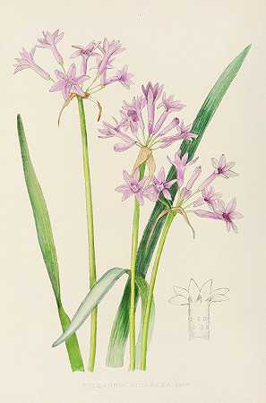 紫罗兰图尔巴吉亚`Tulbaghia Violacea (1921) by Illtyd Buller Pole-Evans