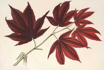 红掌槭`Acer (polymorphum) palmatum sanguineum (1854~1896) by Charles Antoine Lemaire