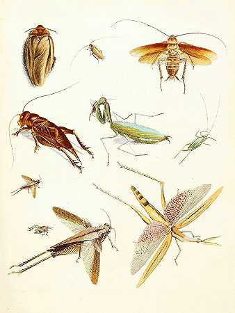 苏尔泽博士《昆虫简史》，第08页`Dr. Sulzers Short History of Insects, Pl. 08 (1776) by Johann Heinrich Sulzer