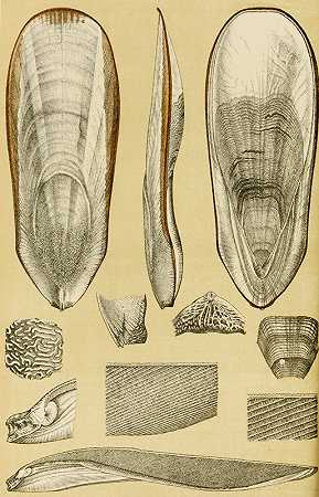 软体动物III`Mollusca III (1885~1890) by Frederick McCoy