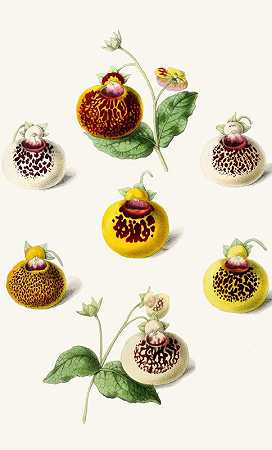 Calceolarias`Calceolarias (1852~1861)