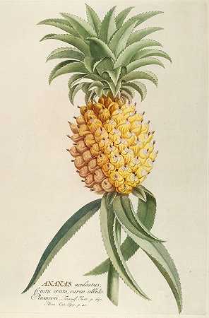 阿纳纳斯`Ananas (1750~1773) by Georg Dionysius Ehret