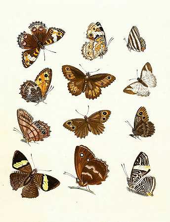苏尔泽博士《昆虫简史》，第16页`Dr. Sulzers Short History of Insects, Pl. 16 (1776) by Johann Heinrich Sulzer