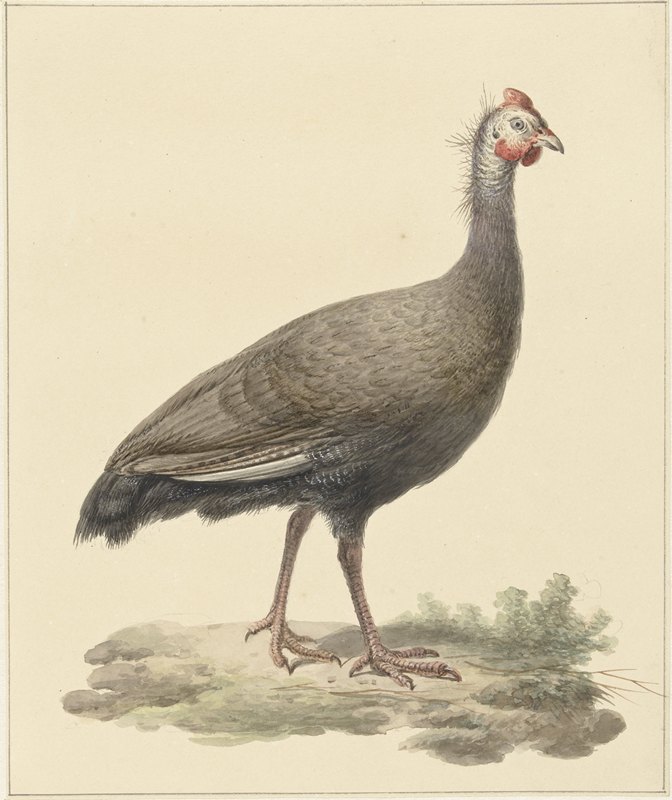 赫尔姆帕雷霍基`Helmparelhoen (1759 ~ 1842) by Pieter Pietersz. Barbiers