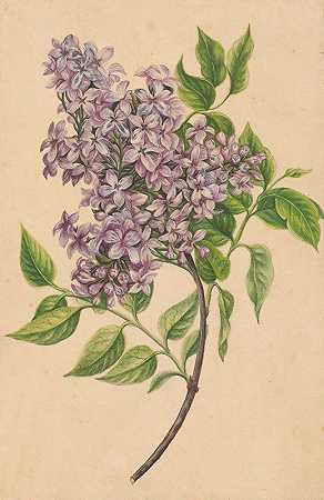 一枝丁香`A twig of lilac (1810) by Henryka Beyer