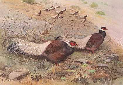 褐马鸡`Brown Eared~Pheasant (1918~1922) by George Edward Lodge